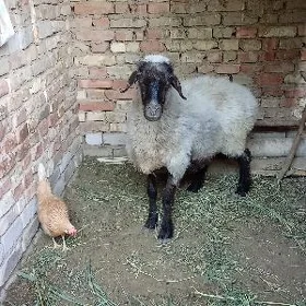 goýun