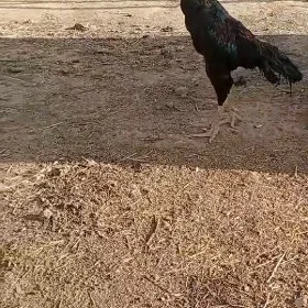 O Şamo