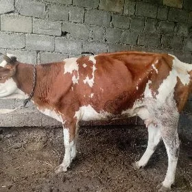 goleli sygyr