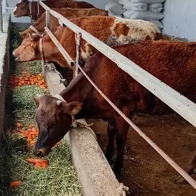 5 sany tüweler
