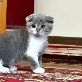 Котёнок