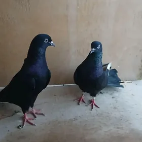kepderi