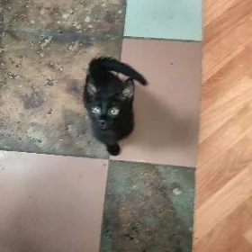 Кошка котенок