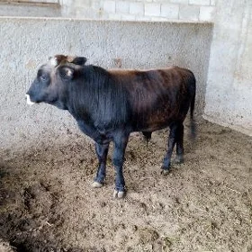 Göle