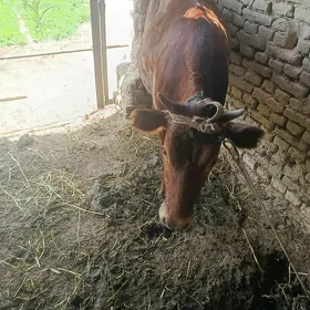 bakylan gulajyn