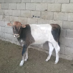 öküzçe