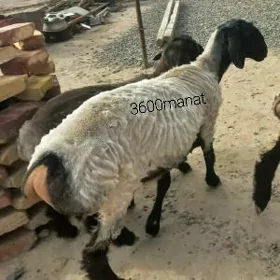 Bakylan goýun