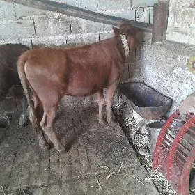 2 Tüwe