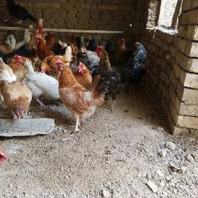 turkmen towuk