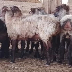Owec biçik goc