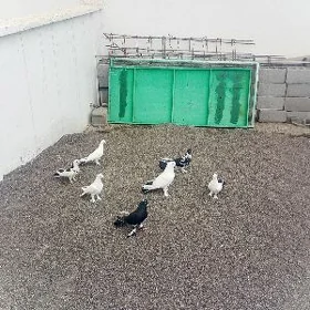 Kepderi