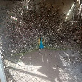 Tawus gus