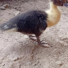 sessiz indautka