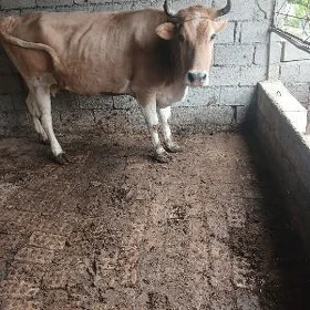 Sygyr