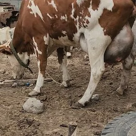 goleli sygyr