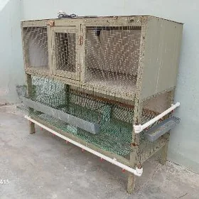 бедене кетек