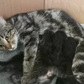 котята