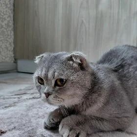 wisoluha pişik