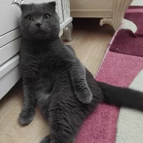 Шотландский вислоухий