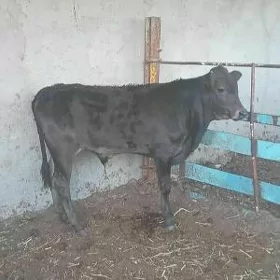 GIBIRT OKÛZ