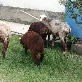 Guzyly Goyyn