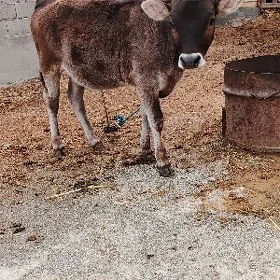 Göle