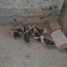 ördek sesiz