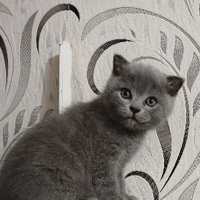 котята