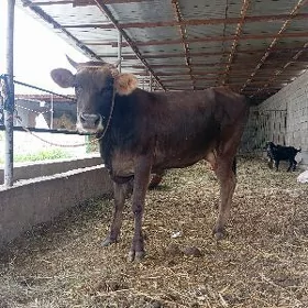 göleli sygyr