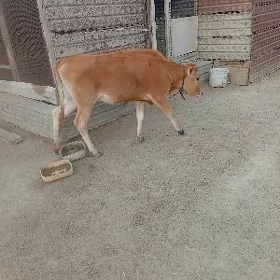 sygyr
