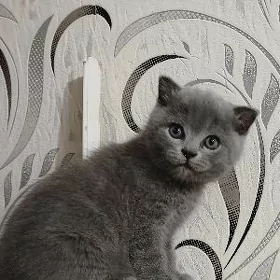котята