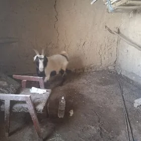 geci