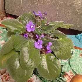 Фиалка королеская