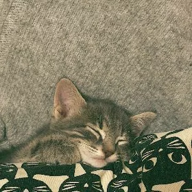 Котенок в добрые руки