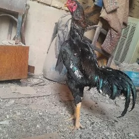 haraz
