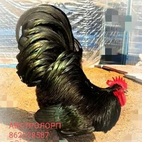 АВСТРОЛОРП