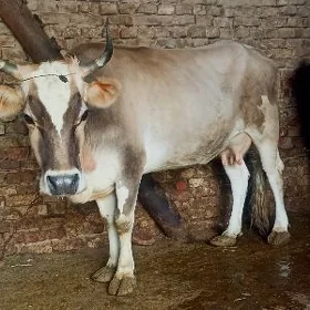 bogaz sygyr