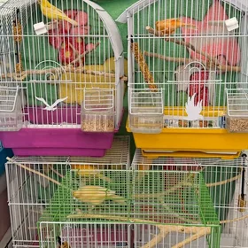 Канарейки