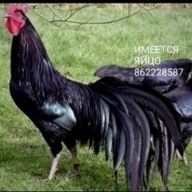 АВСТРОЛОРП