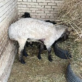 Tohumluk Türkmen Goç