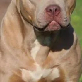 pitbul