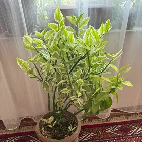 pedilantus gül