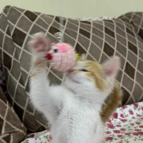 Pishik котенок в добрые руки