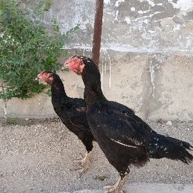 bayes towuk kurk