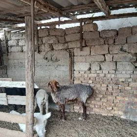 goýyn