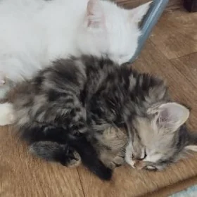 Котенок девочка.