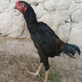Baýes horaz