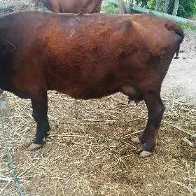 saglyk inak