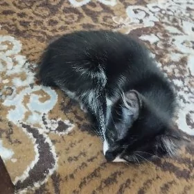 Котенок Мальчик.