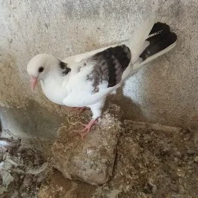 kepderi